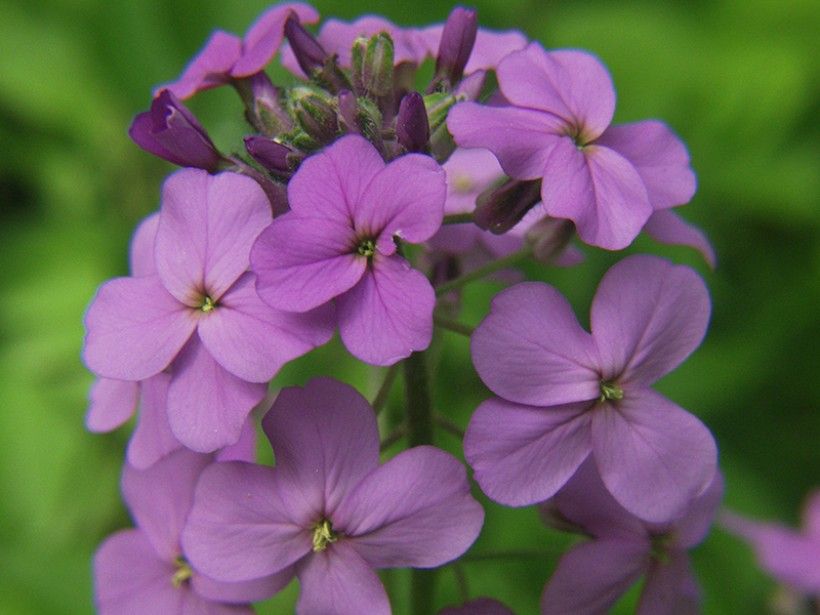 closeup photo of a pinkish purple flower with four petals.