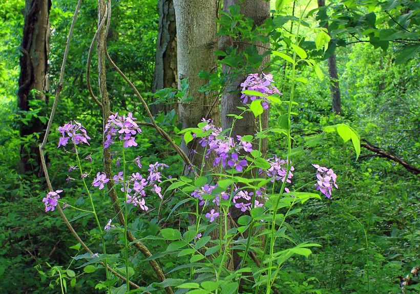 horizontal photo of Dame's rocket in the forest