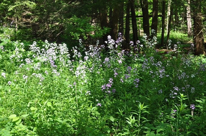 photo of purple flowers at the forest's edge