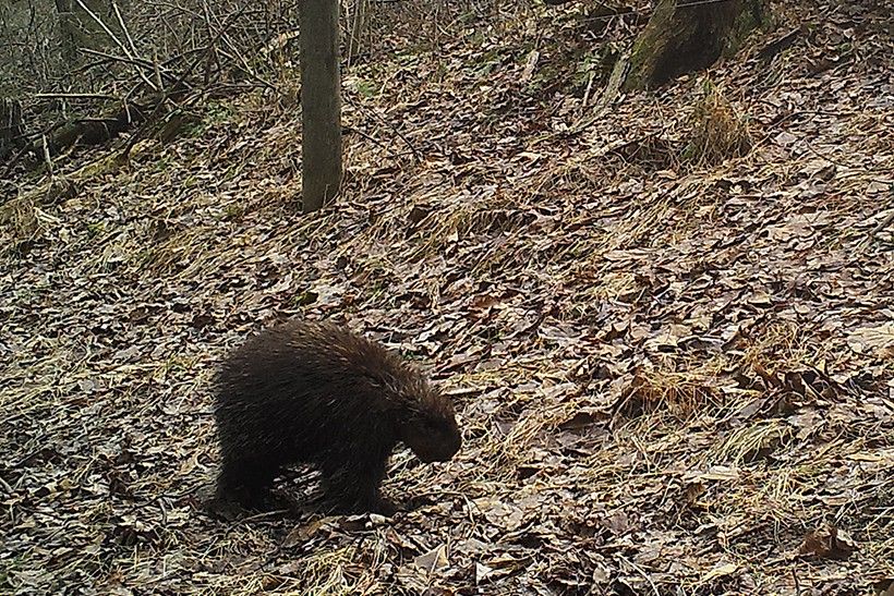 porcupine