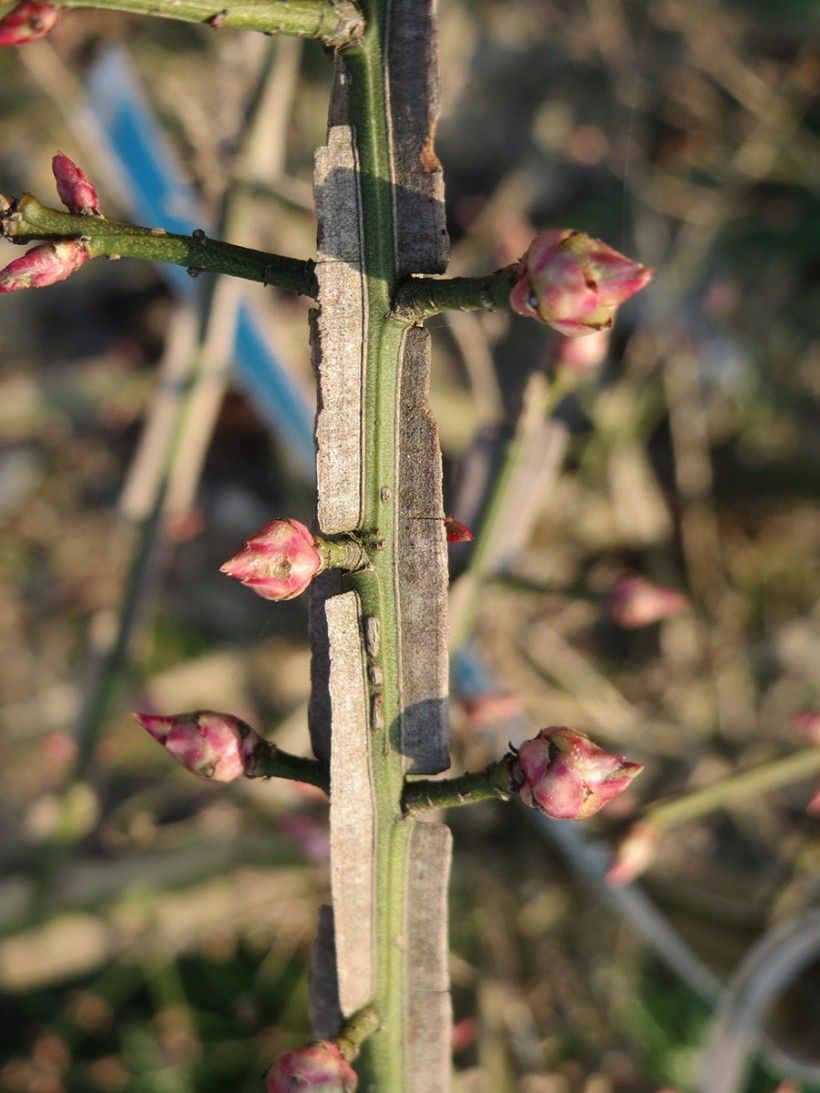Burning bush can be identified by its opposite buds. Photo credit: AnRo0002, Wikimedia Commons close-up shot of opposite buds of the burning bush.