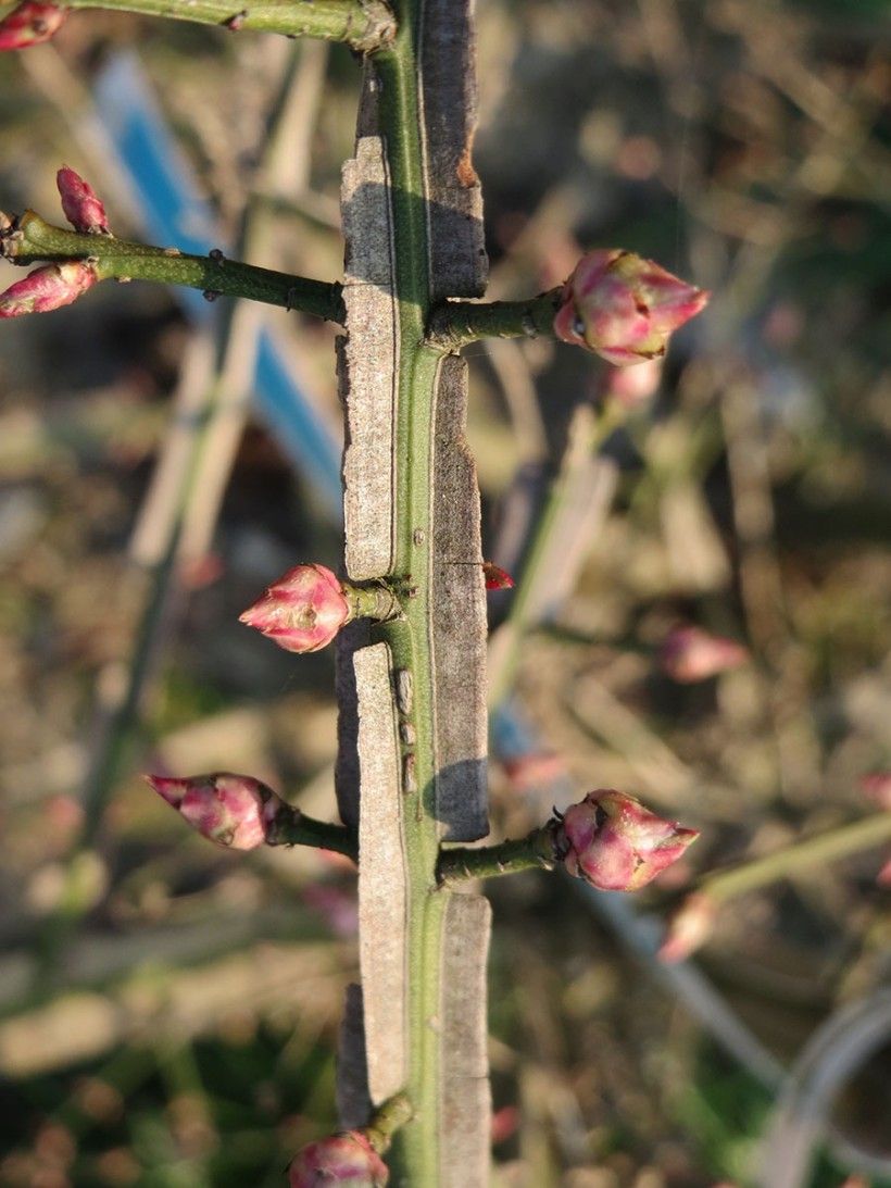 close-up shot of opposite buds of the burning bush.