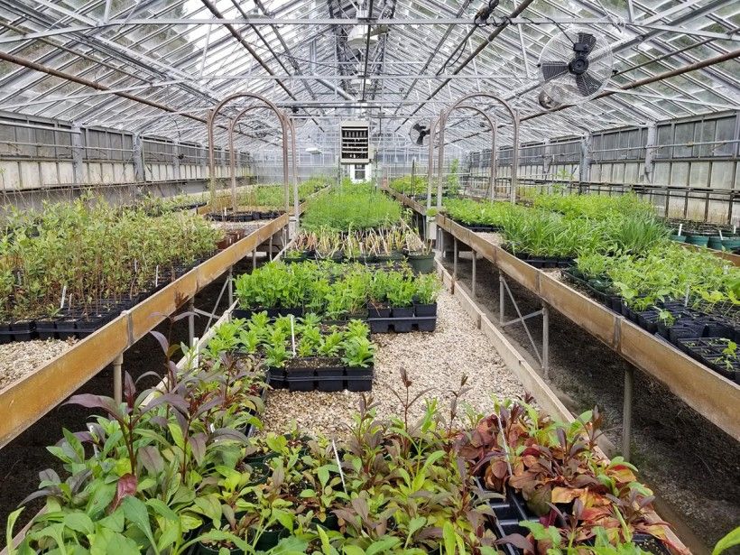 wide angle view of a greenhouse with plants growing in individual containers