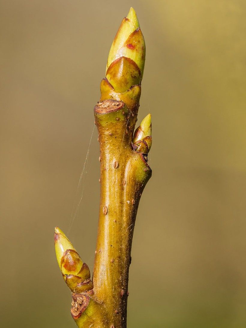 Sweet gum can be identified by its alternate buds. Photo credit: Dominicus Johannes Bergsma, Wikimedia Commons a close-up shot of a sweet gum plant with alternate buds