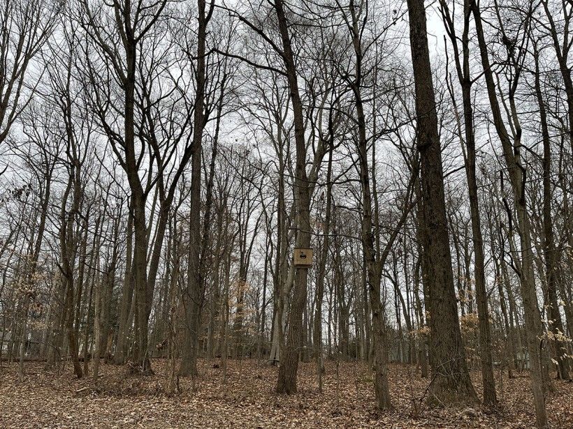 wide angle photo of a bat box in a winter forest