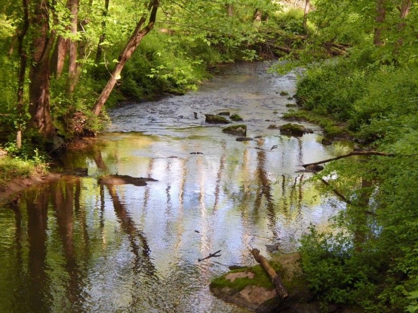 close up photo of a creek with green foliage around the banks