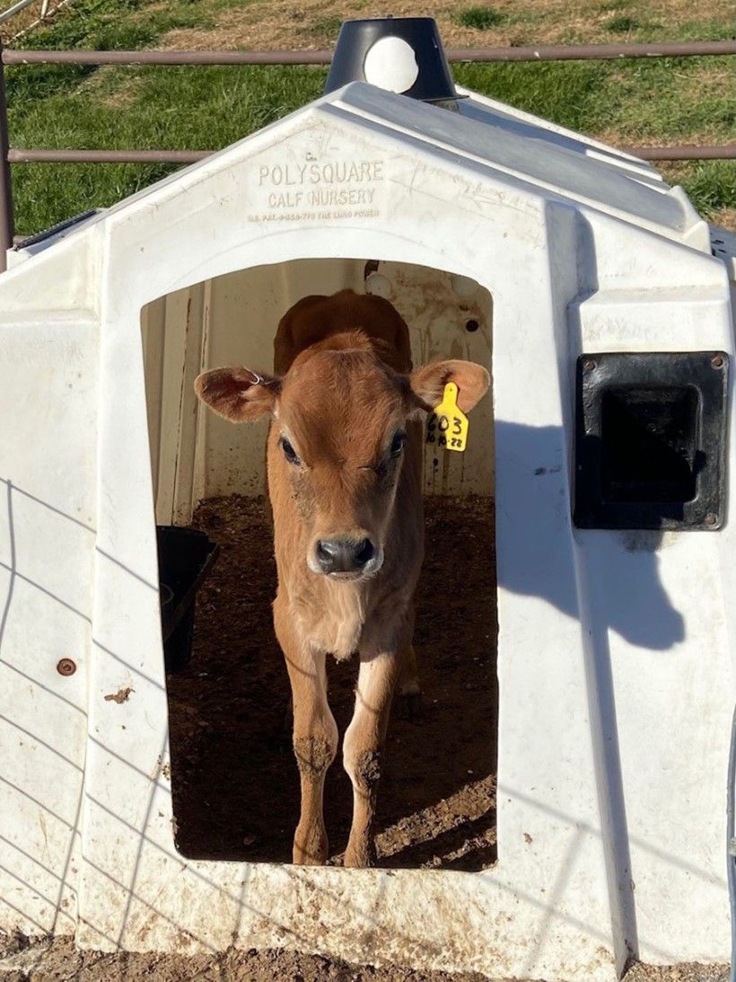 a young calf stands inside a protective shelter