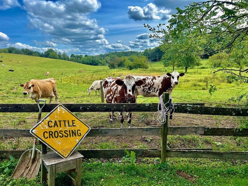 vibrant shot of spotted cows standing in a green field behind a wooden fence with a yellow "Cattle Crossing" sign propped up against it