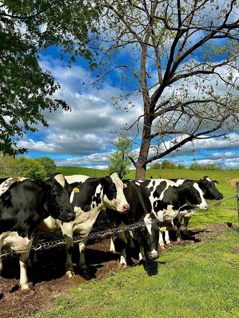 a handful of black and white cows lined up by a tree on a green field