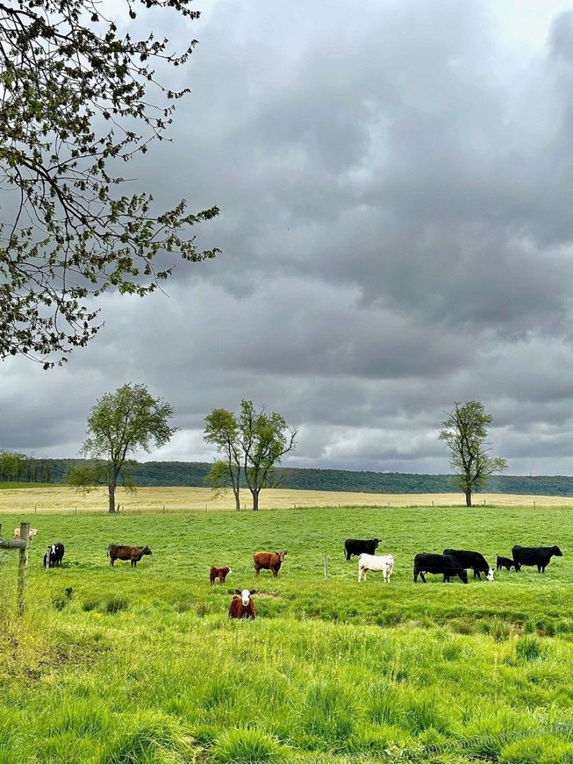 wide shot of cows grazing on a field of vibrant green grass with stormy skies overhead