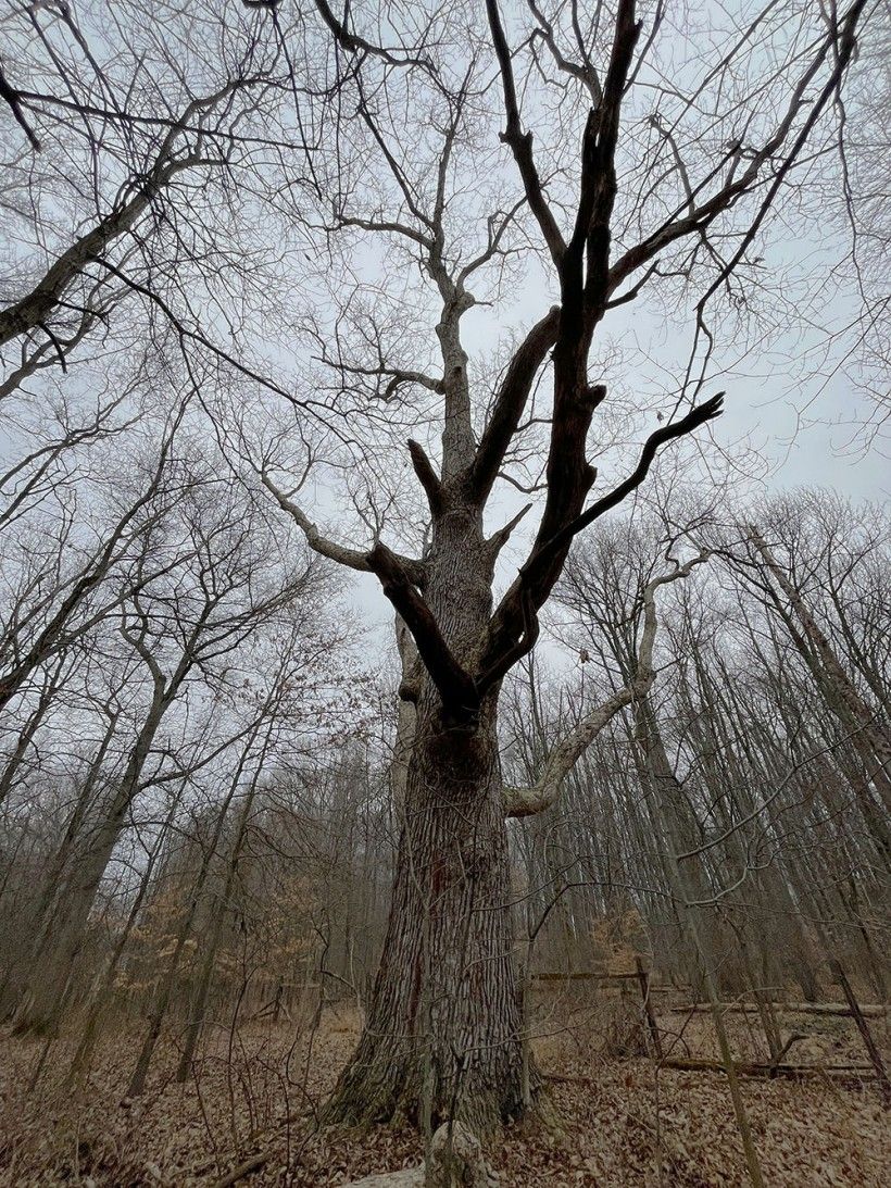 Swamp chestnut oak. Photo credit: Connor Smeader worm's eye view photo of a large swamp chestnut oak reaching towards a gray winter sky