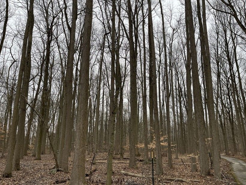 wide-angle shot of a winter forest with sweet gum oak trees.