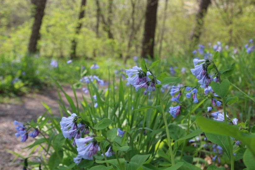 A dirt path surrounded by bluebells and blooming trees.