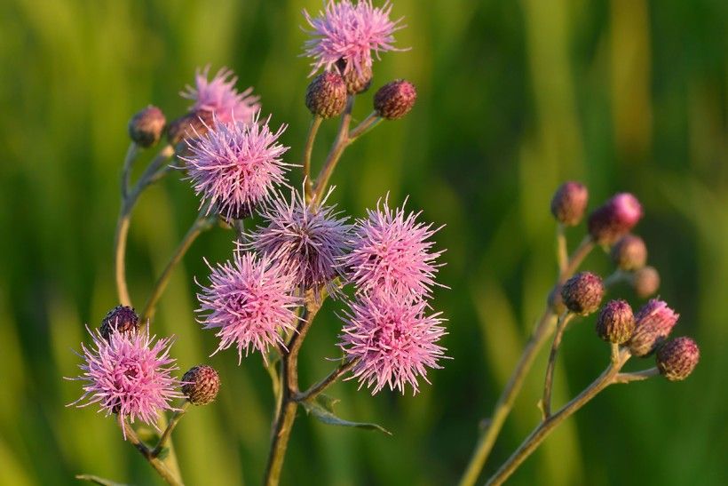 Cirsium arvense (Creeping thistle), Ivar Leidus via Wikimedia Commons purple flowers in bloom