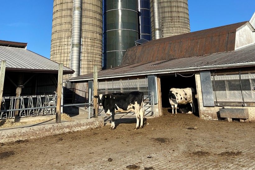 Photo credit: Lisa Timbers cows standing on a farm