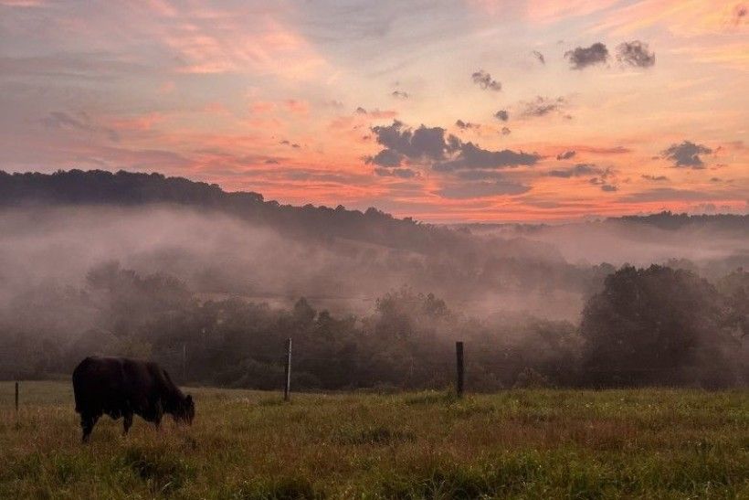 a misty scene of cows grazing on a field at sunrise