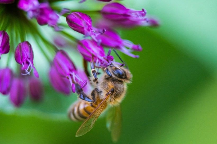 Photo credit: Charles Thomas a bee pollinates a purple flower