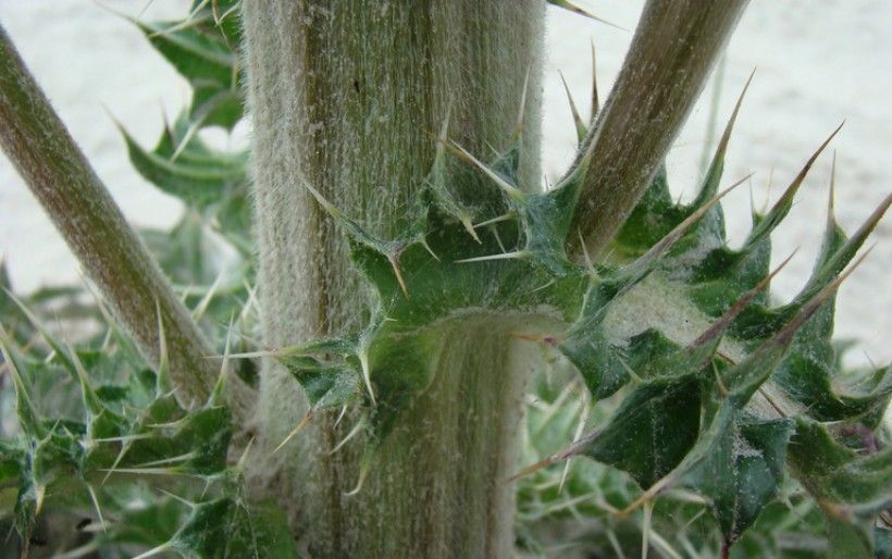 Yellow thistle (Cirsium horridulum): Rebekah D. Wallace, University of Georgia, Bugwood.org Closeup shot of yellow thistle
