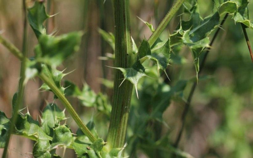 Canada thistle (Cirsium arvense): Rob Routledge, Sault College, Bugwood.org closeup shot of Canada thistle