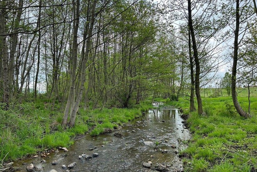 Example of a riparian forest buffer. Photo credit: Lisa Timbers horizontal image of a stream with trees on either side