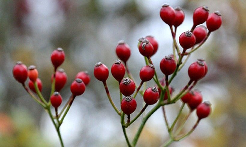 Multiflora rose hips. Photo credit: R.A.Nonenmacher via Wikimedia Commons horizontal image of red buds on stems