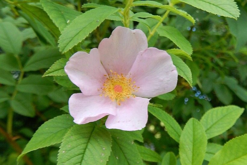 Rosa palustris flower. Photo credit: Shuvaev via Wikimedia Commons close of up a single light pink flower with five petals and a bright yellow center