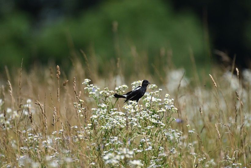 Bobolink at Fair Hill Natural Resource Management Area. Photo credit: Laura Wolf, CC BY 2.0, via Flickr horizontal photo of a black bird resting on a cluster of white flowers in a field