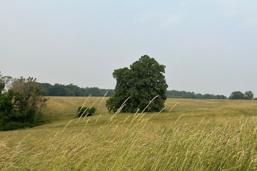 Grassland in Newlin Township. Photo credit: Connor Smeader landscape photo of grasslands with a few trees off in the distance