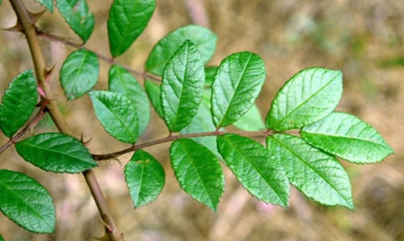 Multiflora rose leaves. Photo credit: Ken Chamberlain, Bugwood horizontal image of multiple green leaves sprouting from a single stem