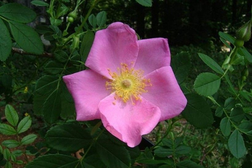 Rosa virginiana flower. Photo credit: Sakurai Midori via Wikipedia Commons close up photo of a single pink flower with five petals and a yellow center