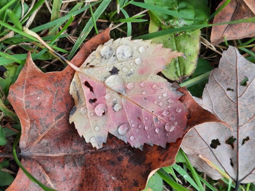 close-up image of colorful leaves covered in raindrops laying on green grass