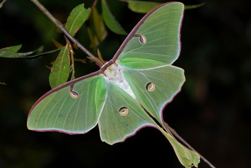 Luna moth. Photo credit: Geoff Gallice via Wikimedia Commons photograph of a neon green moth at night