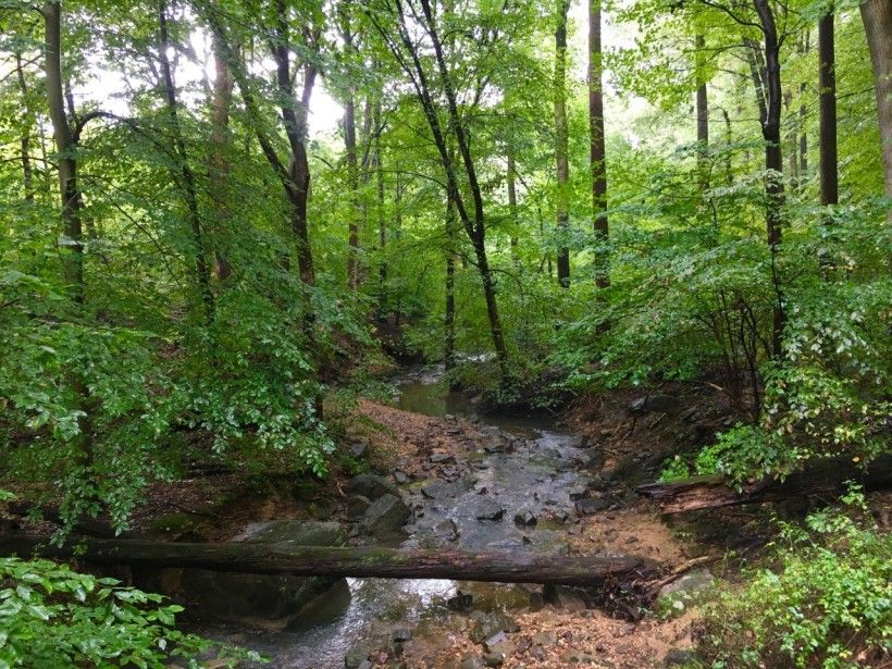 horizontal photo of a small waterway running through a forested area and with a downed log crossing it
