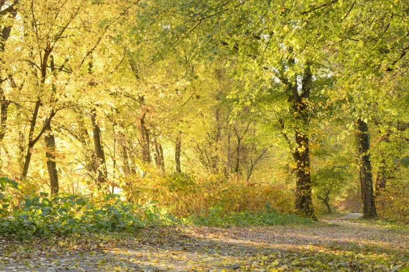 An Official Map can help identify lands that could provide future public benefits, including sites for public parks and trails. Photo credit: Jim Moffett photograph of a trail through tall trees with yellow leaves in autumn