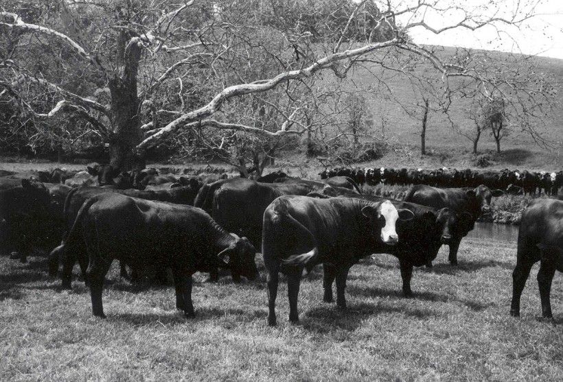 Archival photo of the King Ranch property black and white photo of cows