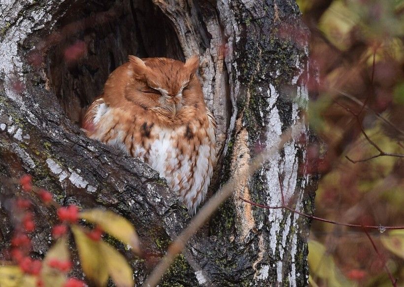 horizontal photo of a small brown owl resting in a tree cavity