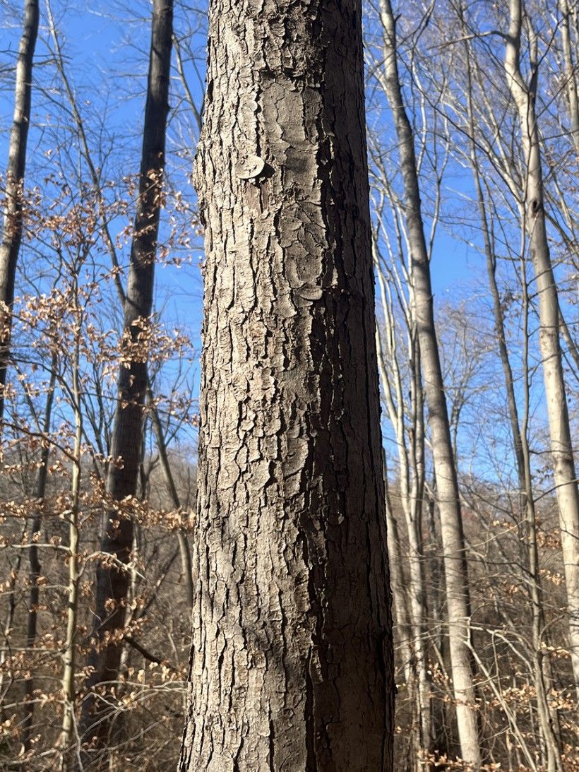 Red maple bark. Photo credit: Connor Smeader close up photo of the texture of tree bark