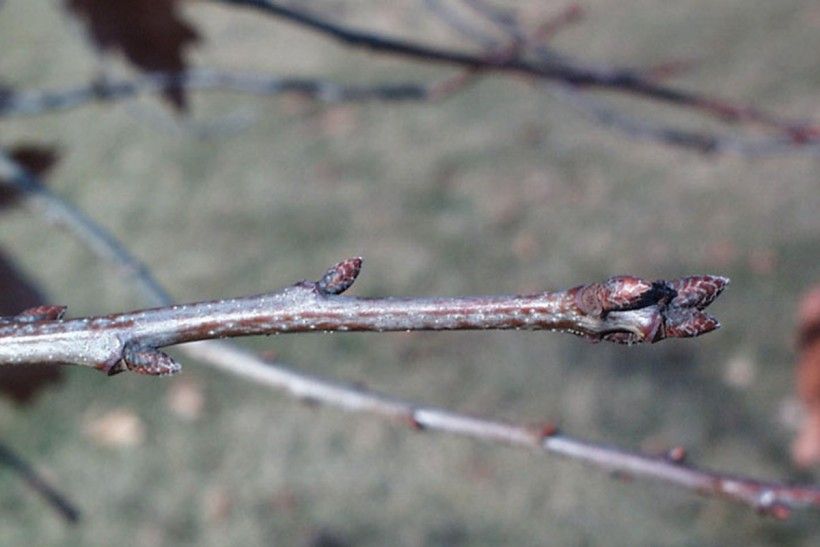 Northern red oak terminal buds. Photo credit: Paul Wray, Iowa State University, Bugwood.org photo of buds on the end of a twig