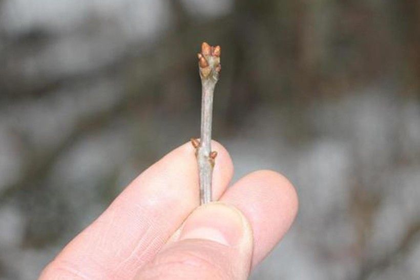 White oak terminal buds. Photo credit: Rob Routledge, Sault College, Bugwood.org closeup photo of three fingers holding the end of a tree limb with buds on it