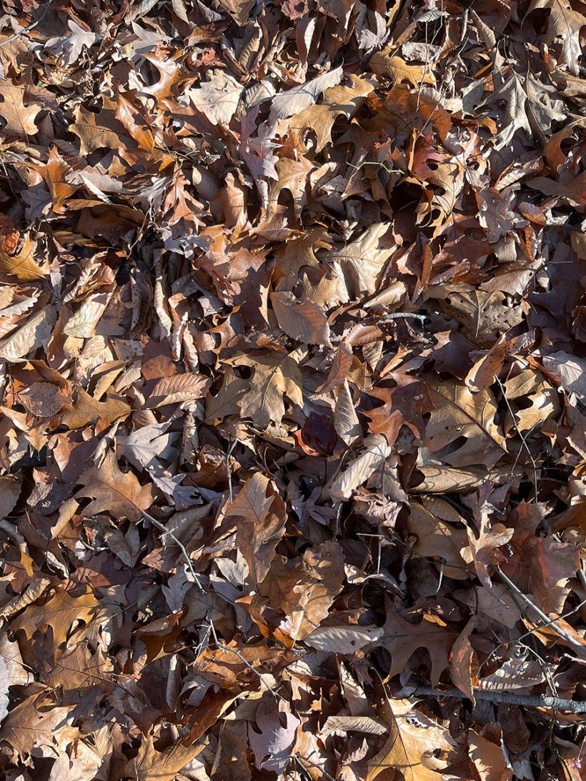 Leaves on forest floor. Photo credit: Connor Smeader photo of leaves on the forest floor