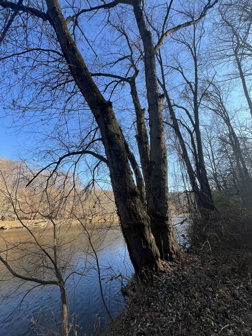 Silver maple close to water. Photo credit: Connor Smeader photo of a tree on the bank of a stream