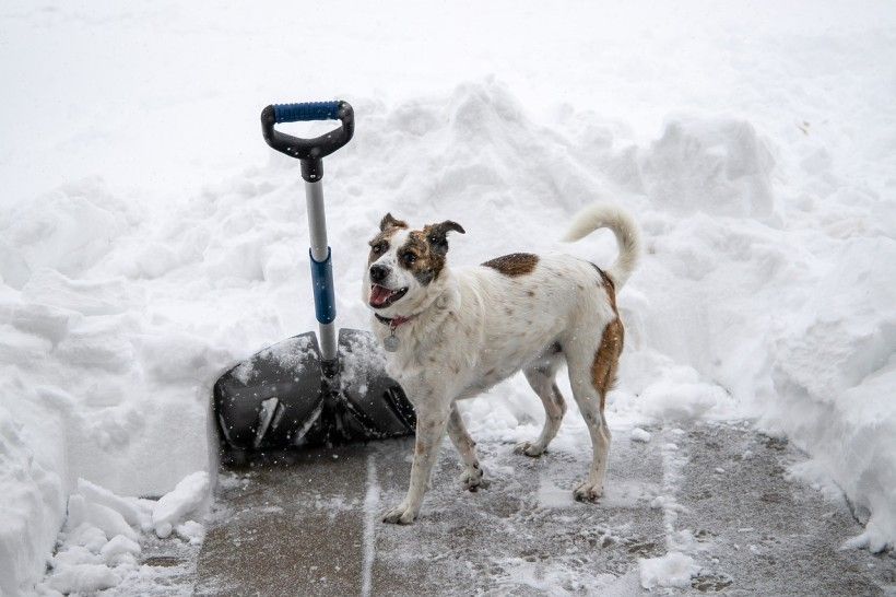 Photo credit: Julie Rothe winter scene of a dog standing on a partially paved path next to a shovel stuck into snow