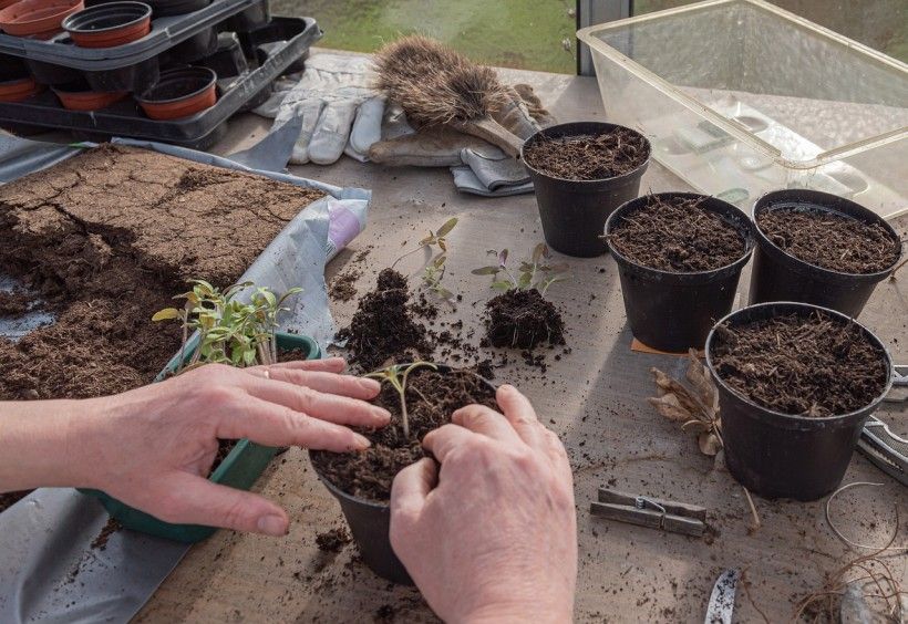 Photo credit: Andreas Gollner via Pixabay POV photo of hands potting seedlings into individual pots