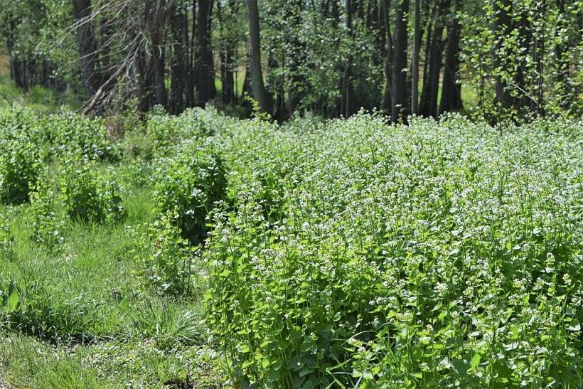 Garlic Mustard Infestation. Photo credit: Krzysztof Ziarnek via Wikimedia Commons horizontal photo of a large area overtaken by tall plants backed by trees