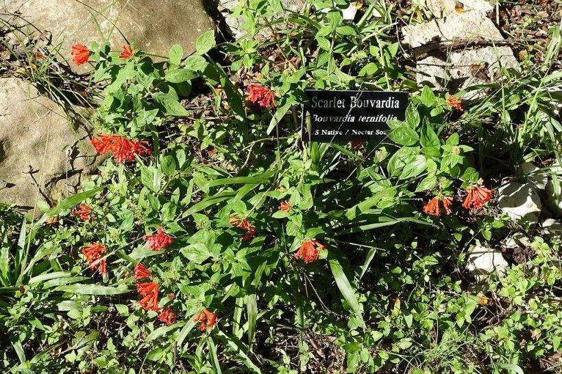 Brush up on scientific names when visiting public gardens. Photo credit: Daderot, CC0, via Wikimedia Commons photo of a low plant with green leaves and clusters of red flowers surrounding a garden marker bearing its scientific name in Latin