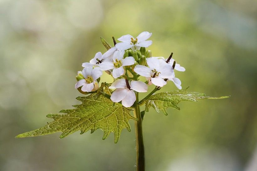 photo of flowers with white petals and leaves with jagged edges