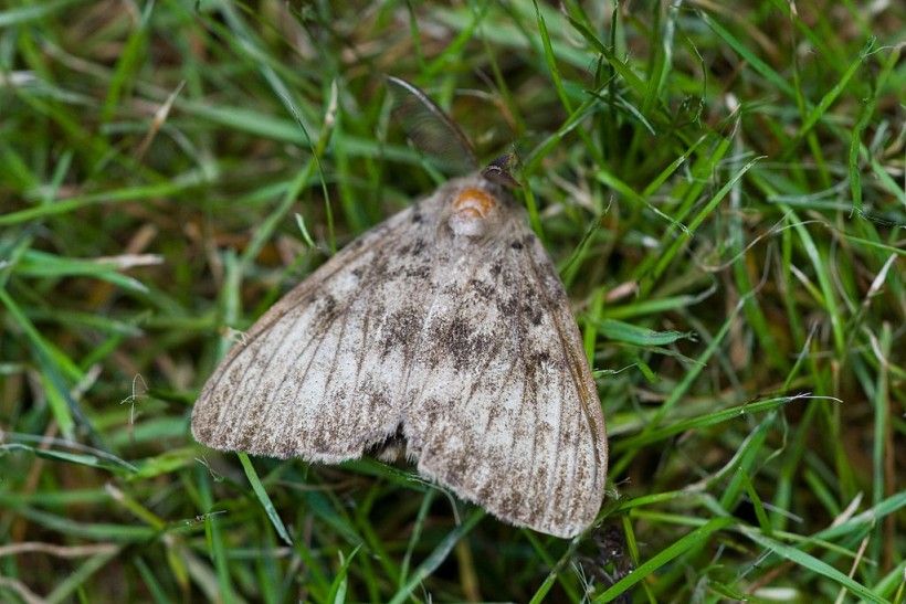 The new common name of "spongy moth" for the moth species Lymantria dispar is a result of the Better Common Names Project. Photo credit: Svdmolen via Wikimedia Commons photo of a silvery gray moth resting on grass