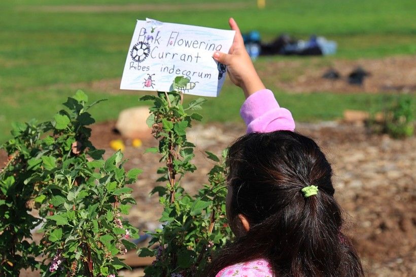 a young girl reaches to hold a hand drawn garden sign with the common and scientific names of a plant.