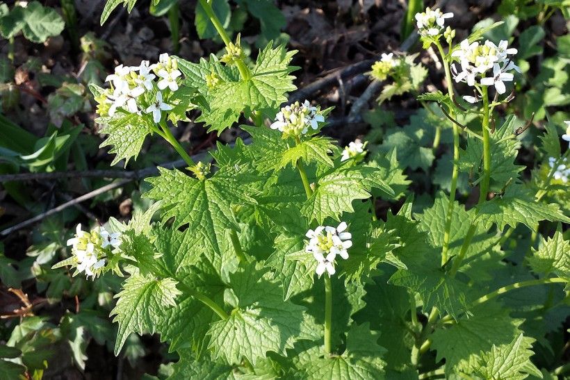 Garlic Mustard’s Second Year. Photo credit: Stefan.lefnaer via Wikimedia Commons photo of a plant with clusters of small white flowers and green jagged leaves