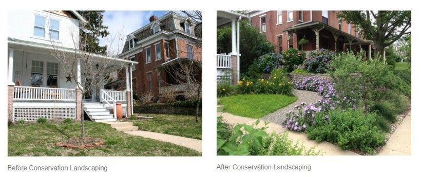 two images showing a before and after landscaping project designed to create more habitat for pollinators
